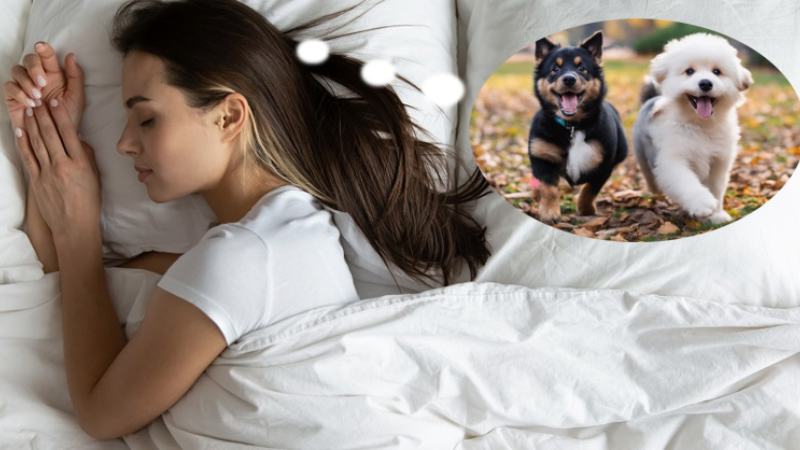 Du88 Luận giải ý nghĩa giấc mộng thấy chó màu đen