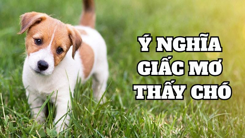 Du88 Ý nghĩa giấc mộng thấy chó là tốt hay xấu